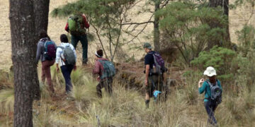 El crimen se va de excursión al bosque