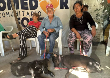 Gobierno Municipal continúa campaña de esterilizaciones gratuitas