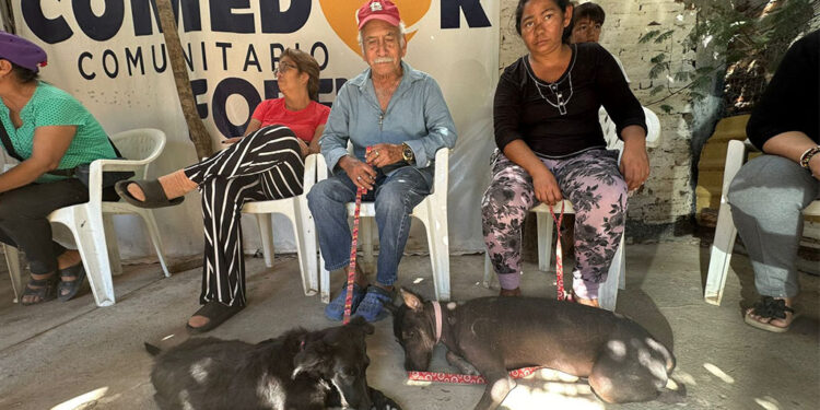 Gobierno Municipal continúa campaña de esterilizaciones gratuitas