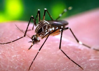 Crece dengue 325% en un año en México