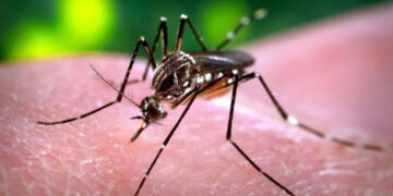 Crece dengue 325% en un año en México