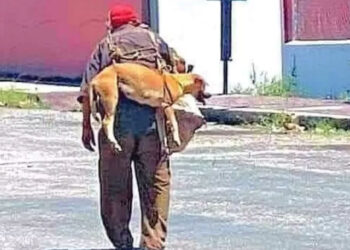 Un abuelo alzó a su perro para que no se queme las patitas con el asfalto