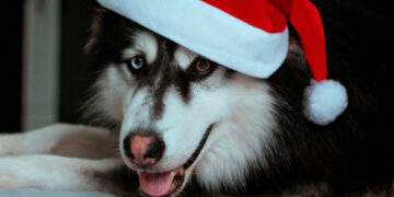 Canciones para calmar la ansiedad de los perros y gatos por pirotecnia