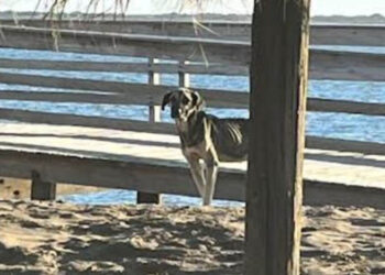 Envenenan a 12 perros y dos gatos en playa de Sinaloa