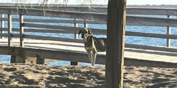 Envenenan a 12 perros y dos gatos en playa de Sinaloa