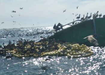 Buscan a marinero que se hundió junto con barco atunero en Culiacán, Sinaloa