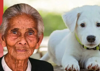 Abuelita hereda millonaria fortuna a sus mascotas; prefirió dejar a sus hijos sin ‘un peso’ | CASO VIRAL