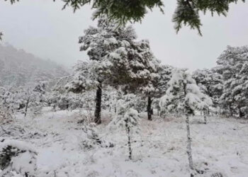 Frente frío: ¡Se congelan en Chihuahua! Cae nevada en municipios serranos