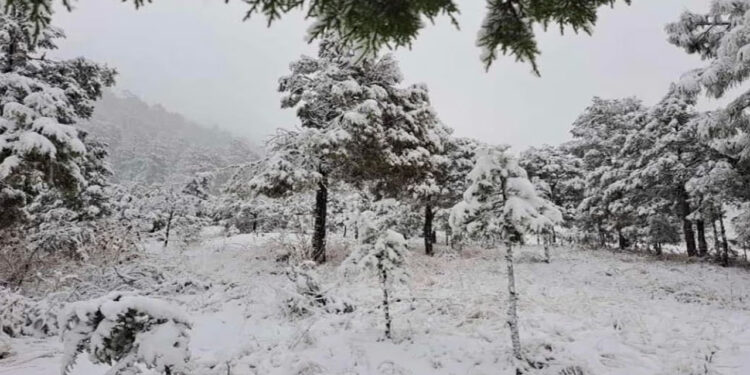 Frente frío: ¡Se congelan en Chihuahua! Cae nevada en municipios serranos