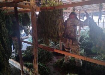 2 toneladas de marihuana destruidas por el Ejército en Elota