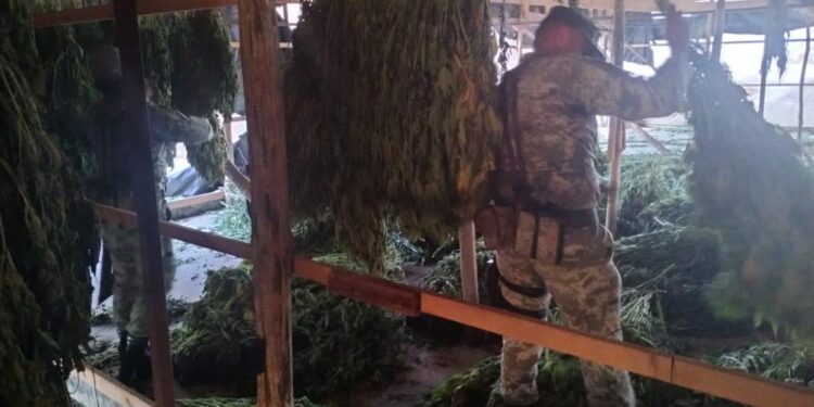 2 toneladas de marihuana destruidas por el Ejército en Elota