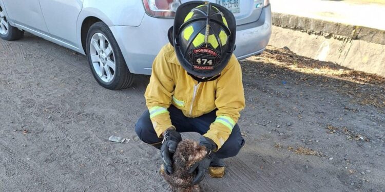 Rescatan Bomberos a perrito que cayó a canal pluvial en la avenida Santa Rosa