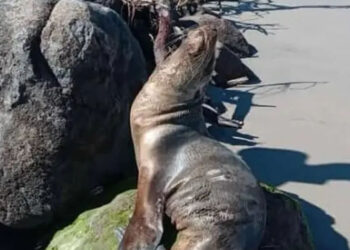 Rescatan a lobita marina desnutrida en costas de Sinaloa