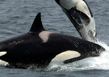 ¿Orcas bravas? Pescadores de Sonora reportan que fueron vistas devorando a una ballena