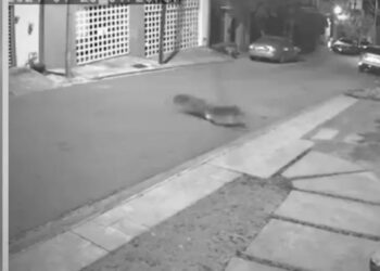 Jauría de coyotes es captada en zona residencial de San Pedro