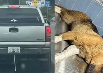 Perrita es arrastrada por una camioneta en Guanajuato; agresores aseguran que fue un accidente
