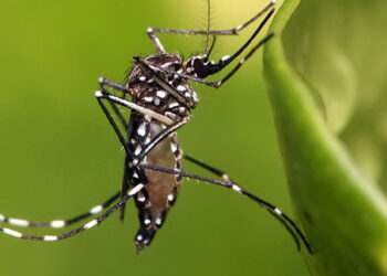 Los casos de dengue en México suben 468.4% interanual en primer bimestre del año
