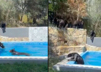 VIDEO: familia de osos toman un chapuzón y se meten a nadar en alberca de Monterrey