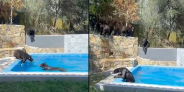 VIDEO: familia de osos toman un chapuzón y se meten a nadar en alberca de Monterrey