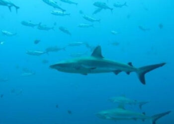 Aumento de ataques de tiburones, ¿una consecuencia humana y del cambio climático?
