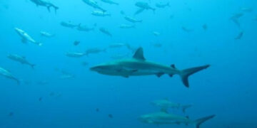 Aumento de ataques de tiburones, ¿una consecuencia humana y del cambio climático?