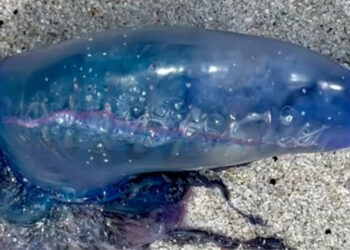 Es venenoso, no tiene cerebro y navega sin rumbo preciso