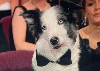 Messi, el perrito del Oscar 2024 que opacó a los nominados