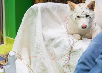 Los perros son capaces de reconocer los nombres de objetos que conocen