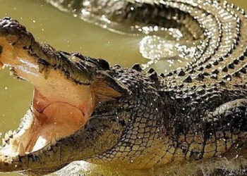 Alertan por presencia de caimanes y cocodrilos en río de Guasave, Sinaloa