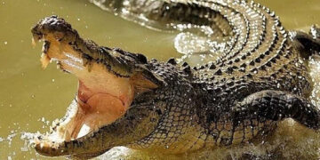 Alertan por presencia de caimanes y cocodrilos en río de Guasave, Sinaloa