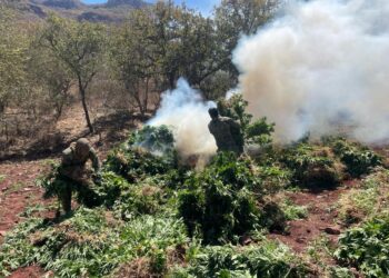 Marina, FGR y SSPE localizan y destruyen cinco plantíos de droga en el municipio de Sinaloa