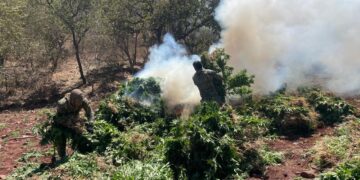 Marina, FGR y SSPE localizan y destruyen cinco plantíos de droga en el municipio de Sinaloa