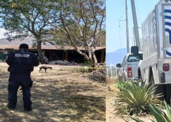 Muere un niño de dos años tras ser atacado por un perro en Tuxpan, Jalisco