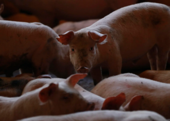 México rechazó el ingreso de mil 463 embarques de alimentos al detectar 258 plagas