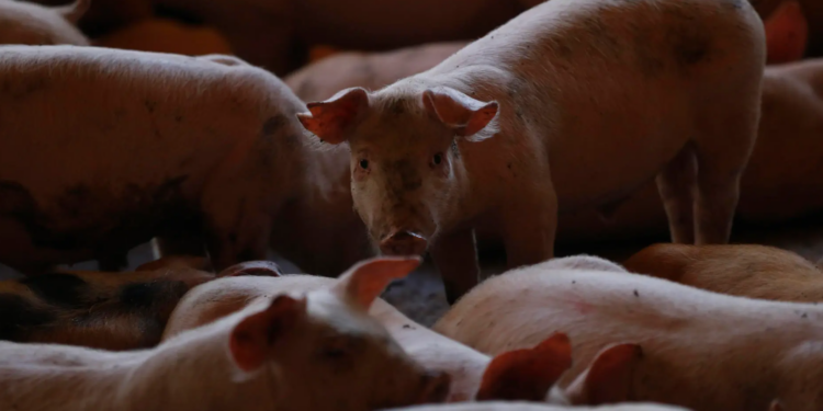 México rechazó el ingreso de mil 463 embarques de alimentos al detectar 258 plagas