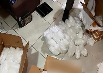 Casi media tonelada de droga y un leopardo “margay” parte de lo asegurado en casa en Tierra Blanca