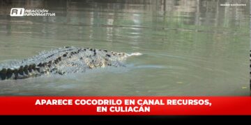 Aparece cocodrilo en canal Recursos, en Culiacán