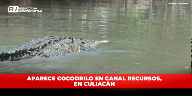 Aparece cocodrilo en canal Recursos, en Culiacán