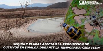 Sequía y plagas afectan la producción de cultivos en Sinaloa durante la temporada: CESAVESIN