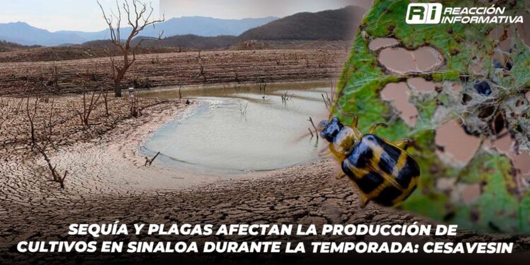 Sequía y plagas afectan la producción de cultivos en Sinaloa durante la temporada: CESAVESIN
