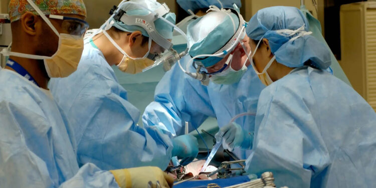 Mujer de EE.UU., segunda persona en el mundo en recibir un riñón procedente de un cerdo