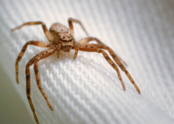 Ojo, en época de calor aumentan las picaduras de arañas y alacranes venenosos