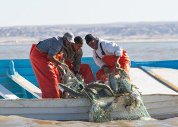 Gobierno de AMLO se ha echado para atrás en el combate a la pesca ilegal: Oceana