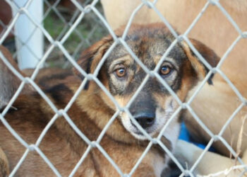 ¿Qué está pasando en Durango? denuncian envenenamiento masivo de perros, aves, ardillas y serpientes