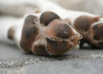 Yucatán: Condena a primera persona por crueldad animal