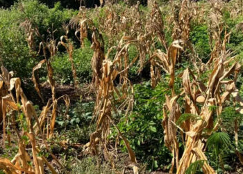 Agricultura en México presenta estrés hídrico extremadamente alto en 2050: WRI
