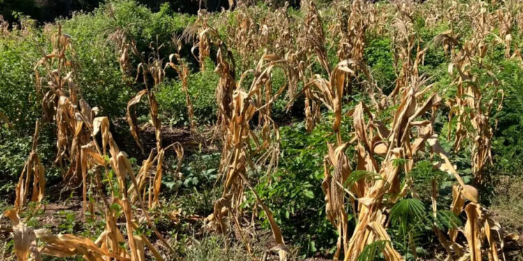 Agricultura en México presenta estrés hídrico extremadamente alto en 2050: WRI