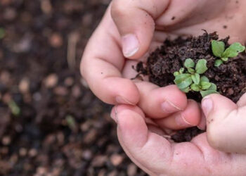 Día del Niño: 3 plantas que los pequeños pueden cuidar