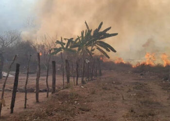 Muere segundo brigadista tras quedar atrapado en incendio forestal en Concordia, Sinaloa