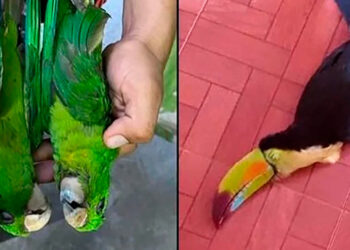 Aves caen muertas a causa del calor en la Huasteca Potosina y en Tamaulipas